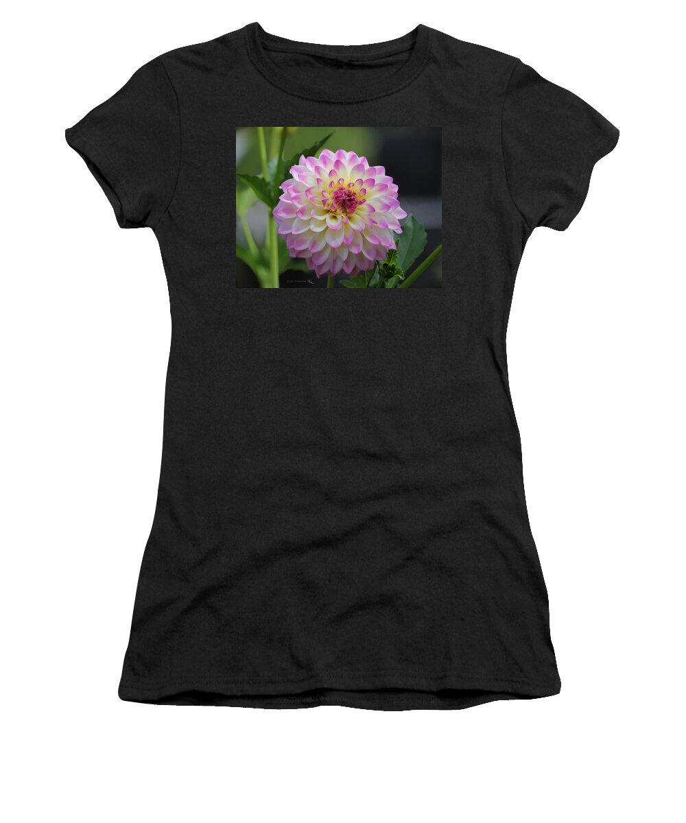 Dahlia Women's T-Shirt featuring the photograph The Beautiful Dahlia by Jeanette C Landstrom