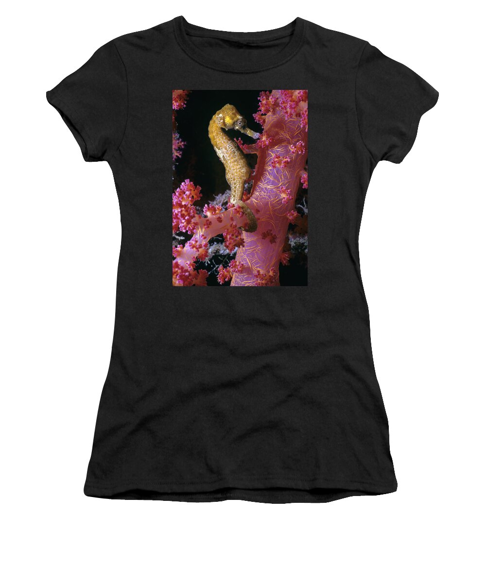 Actinopterygii Women's T-Shirt featuring the photograph Thorny Sea Horse by Jeff Rotman