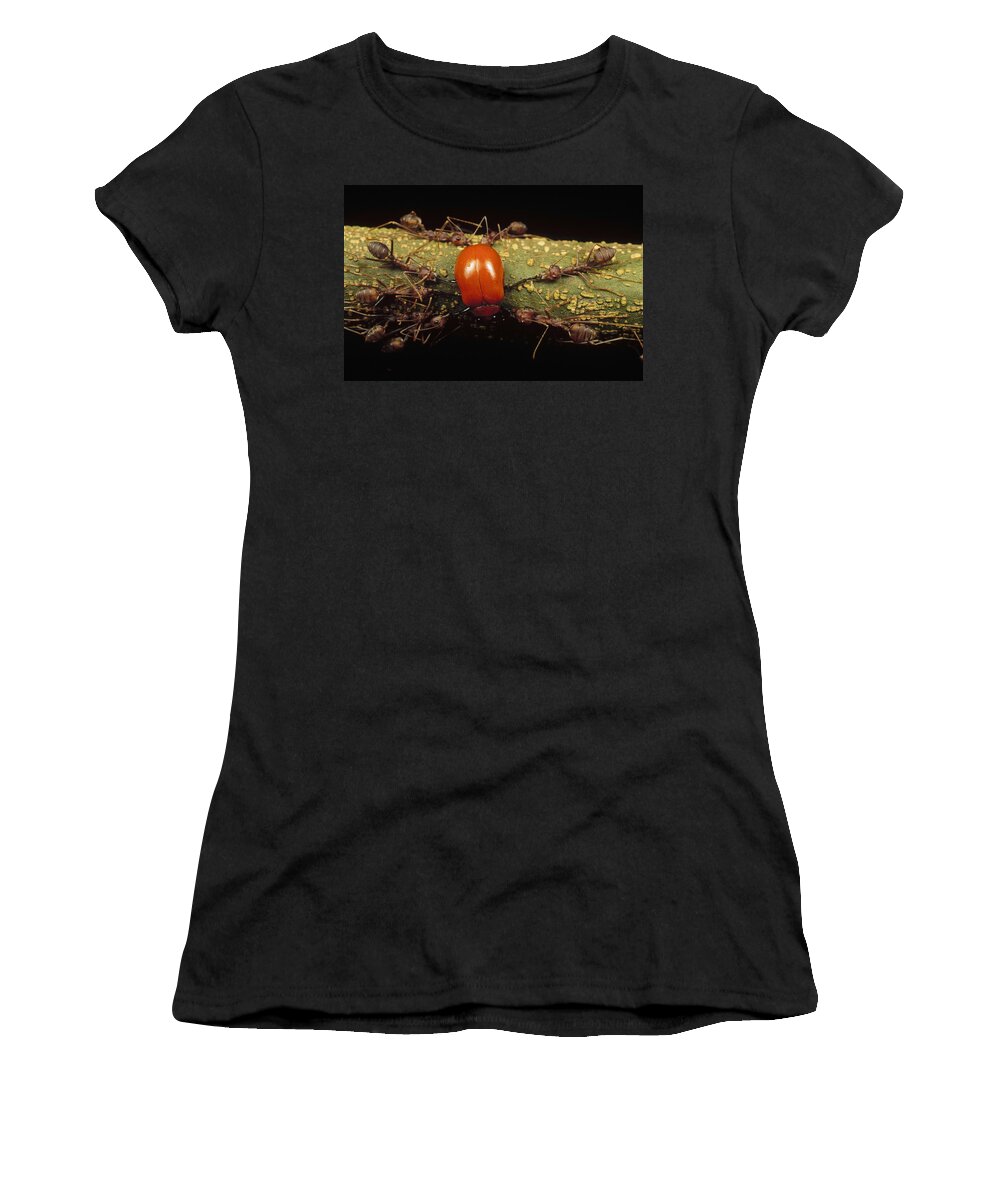 Feb0514 Women's T-Shirt featuring the photograph Weaver Ants Killing Leaf Beetle Malaysia by Mark Moffett