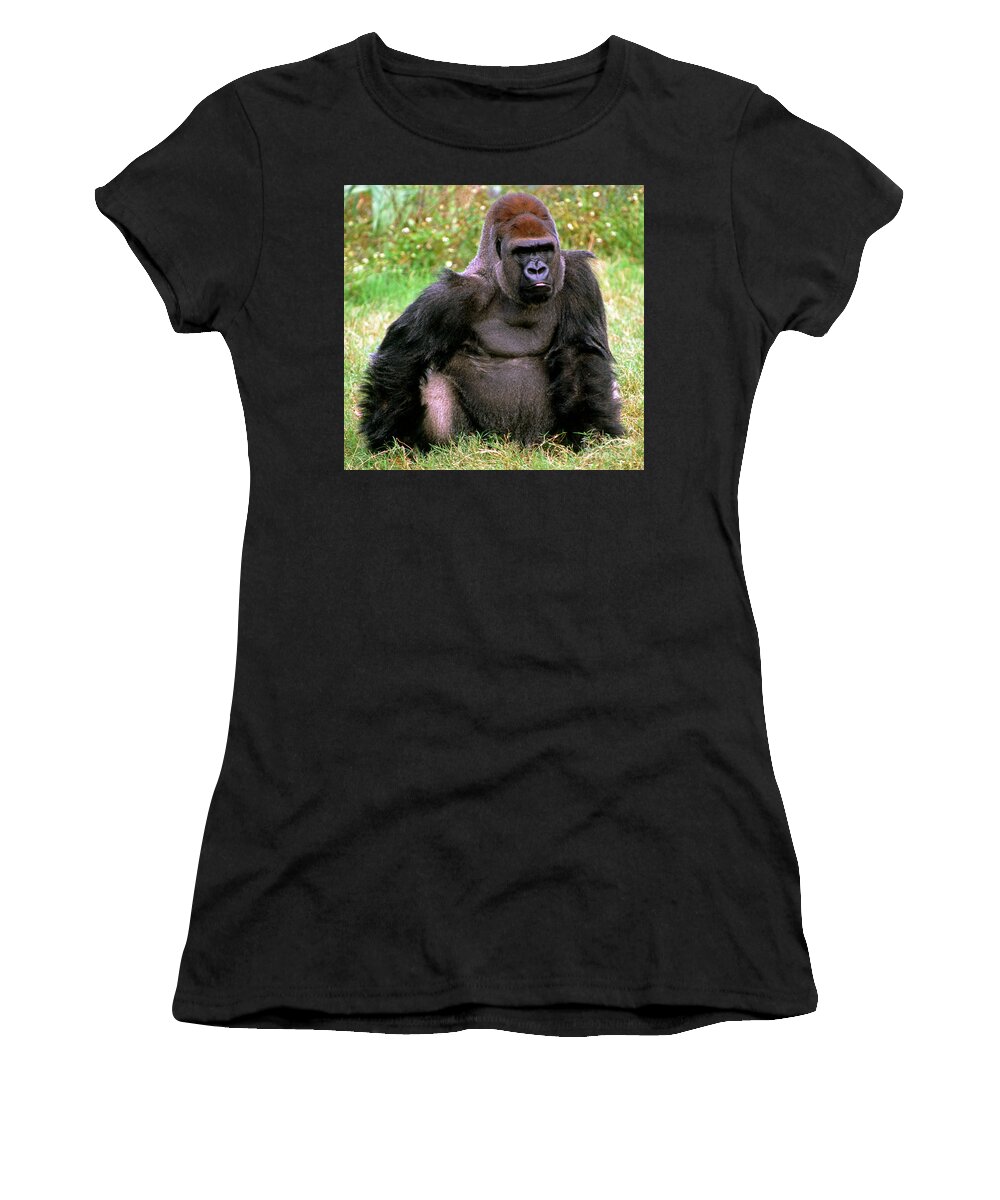 Western Lowland Gorilla Women's T-Shirt featuring the photograph Western Lowland Gorilla by Millard H. Sharp