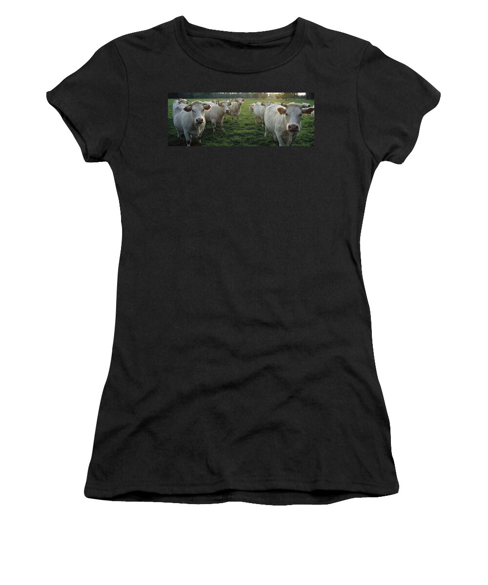 Mp Women's T-Shirt featuring the photograph Domestic Cattle Bos Taurus Charolais #1 by Cyril Ruoso