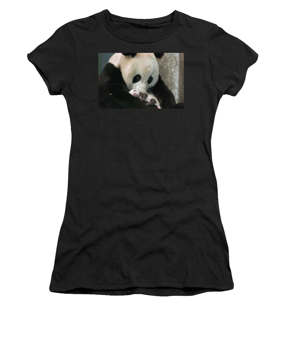 Mp Women's T-Shirt featuring the photograph Giant Panda Ailuropoda Melanoleuca #3 by Katherine Feng