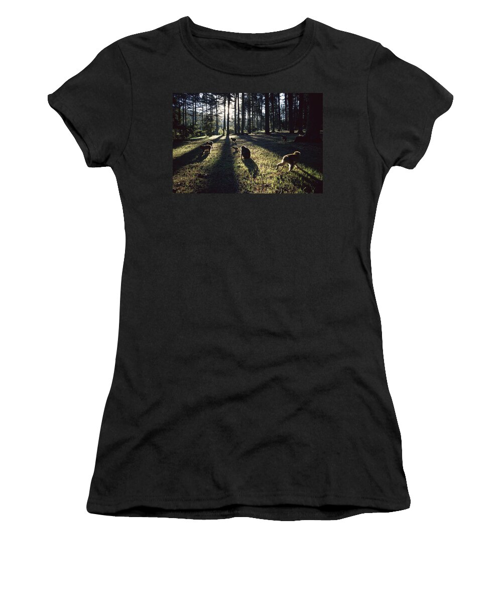 00620130 Women's T-Shirt featuring the photograph Barbary Macaque Troop Morocco by Cyril Ruoso