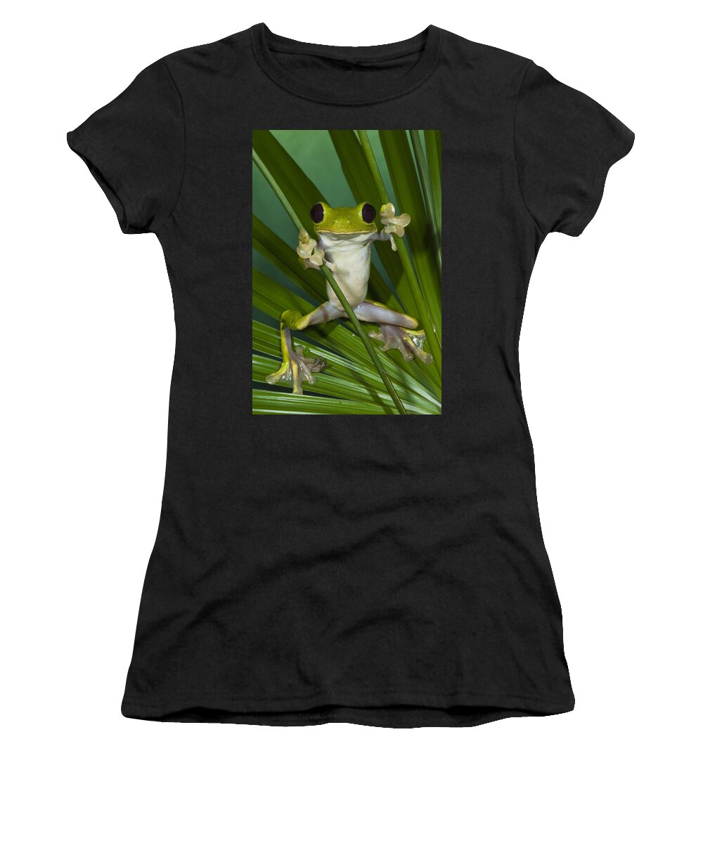 Mp Women's T-Shirt featuring the photograph Gliding Leaf Frog Agalychnis Spurrelli by Pete Oxford