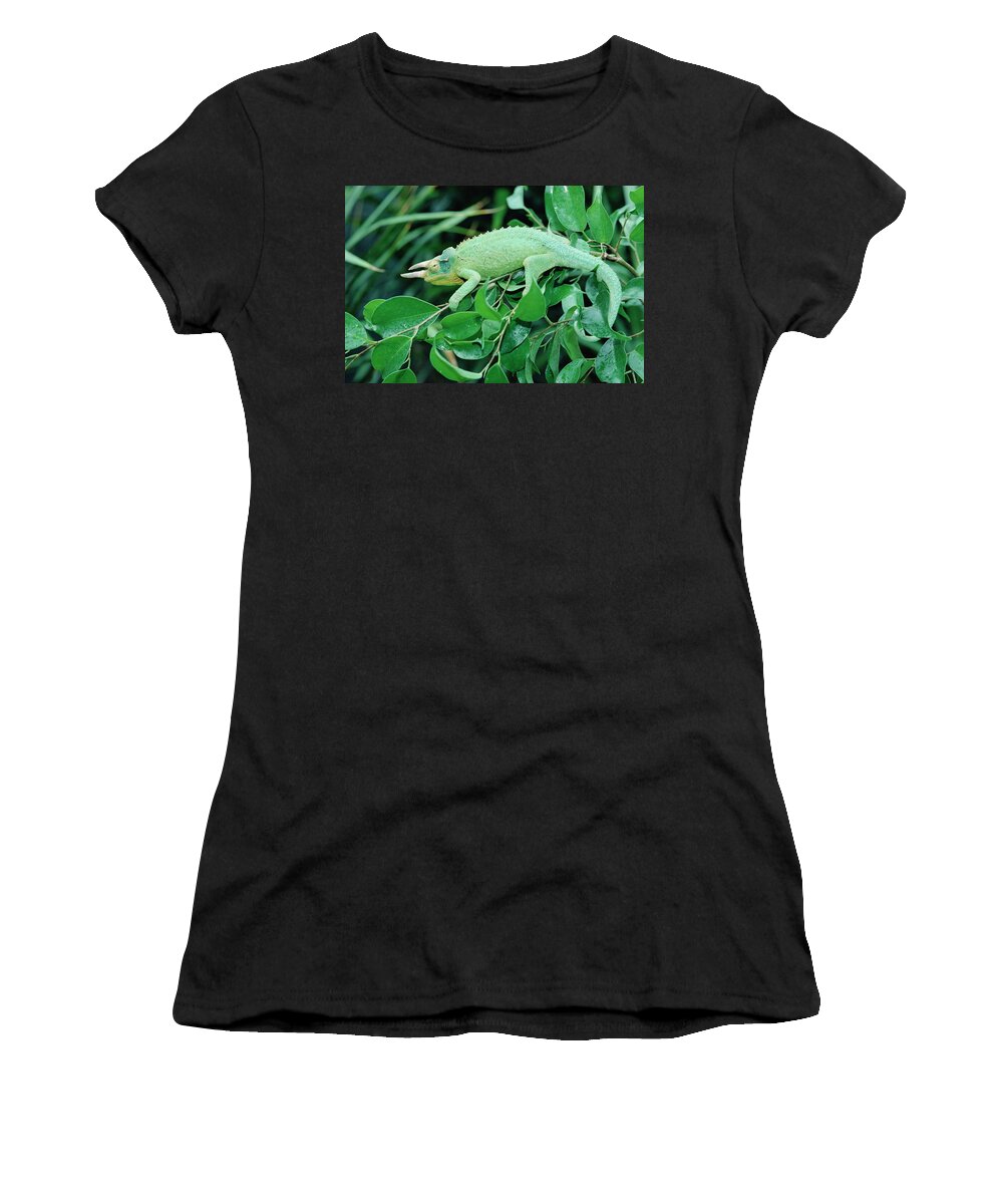 00200216 Women's T-Shirt featuring the photograph Jacksons Chameleon Chamaeleo Jacksonii by Gerry Ellis
