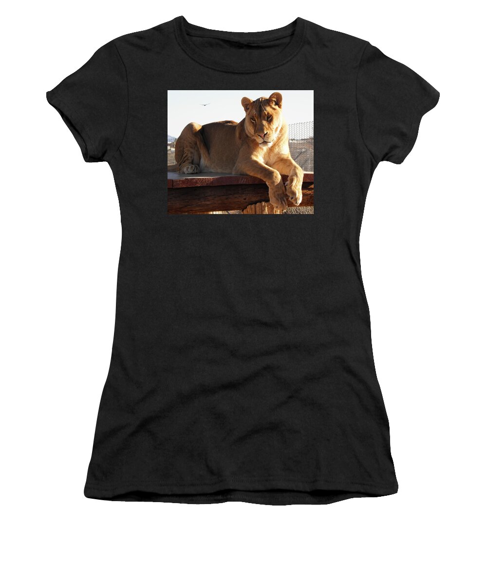 Lion Women's T-Shirt featuring the photograph Kumba the Lion by Kim Galluzzo Wozniak