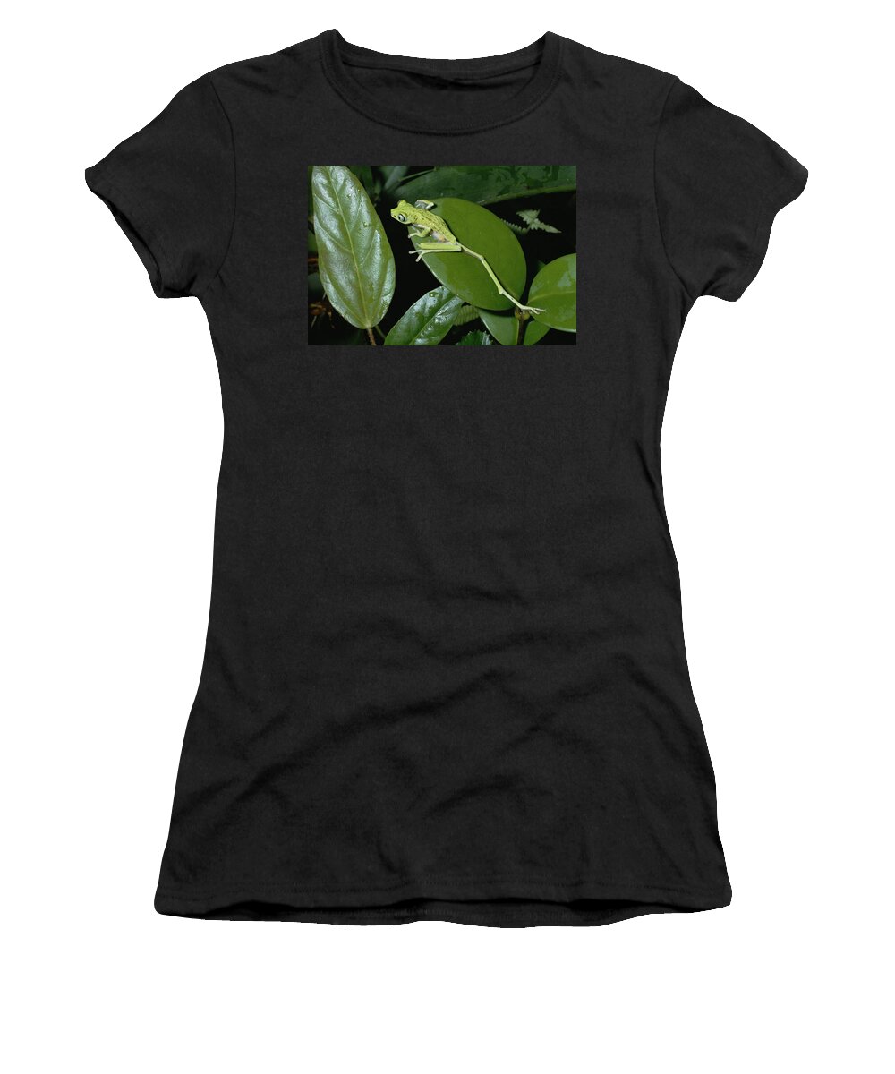 Mp Women's T-Shirt featuring the photograph Lemur Frog Phyllomedusa Lemur Top View by Konrad Wothe