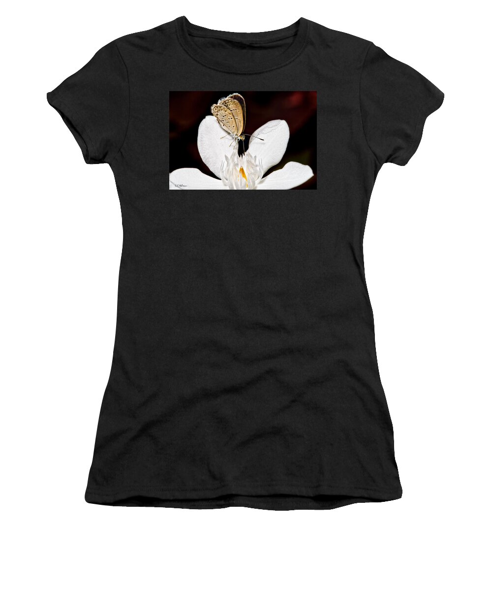 Butterfly Women's T-Shirt featuring the photograph Looking for a Snack by Christopher Holmes
