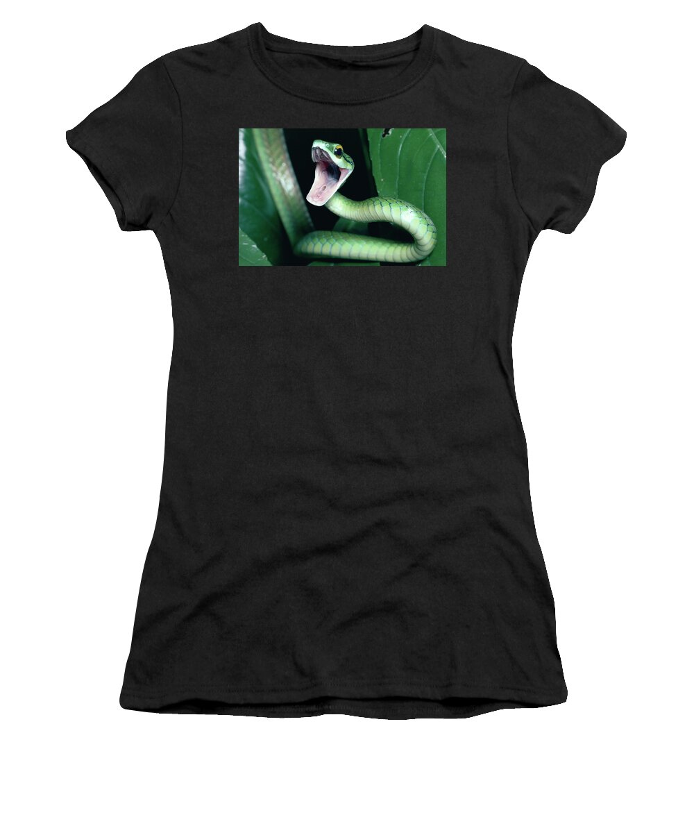 Mp Women's T-Shirt featuring the photograph Parrot Snake Leptophis Ahaetulla by Michael & Patricia Fogden