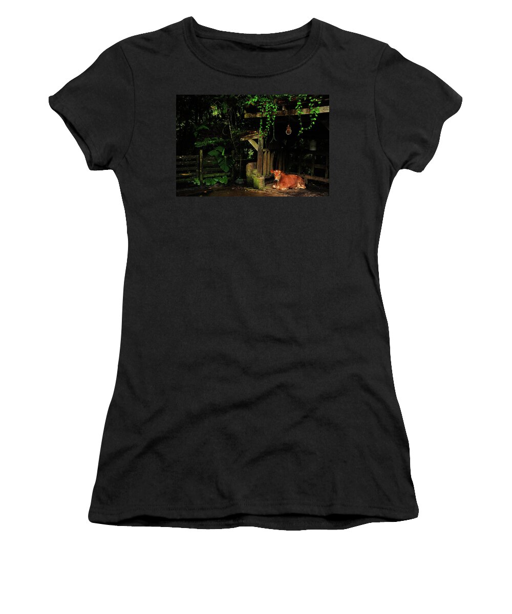 Cow Photographs Women's T-Shirt featuring the photograph Resting Cow by Harry Spitz