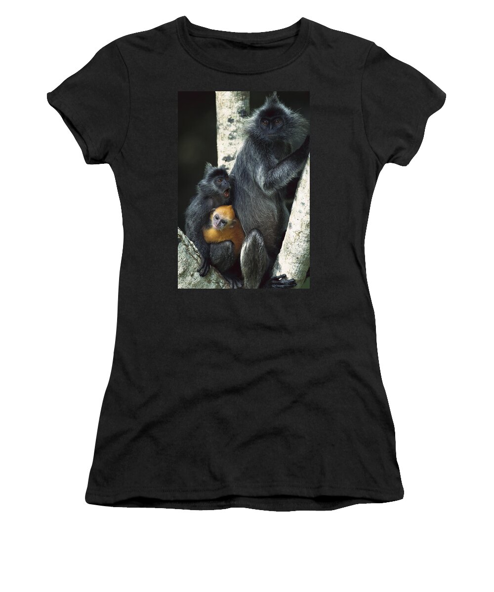 00620191 Women's T-Shirt featuring the photograph Silvered Leaf Monkeys by Cyril Ruoso