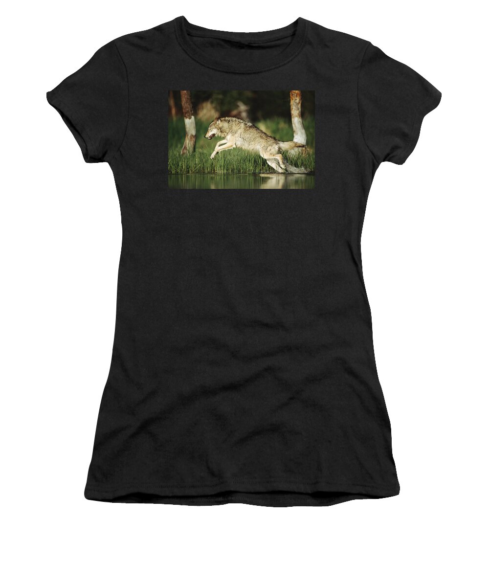00170051 Women's T-Shirt featuring the photograph Timber Wolf Running Through Shallow by Tim Fitzharris