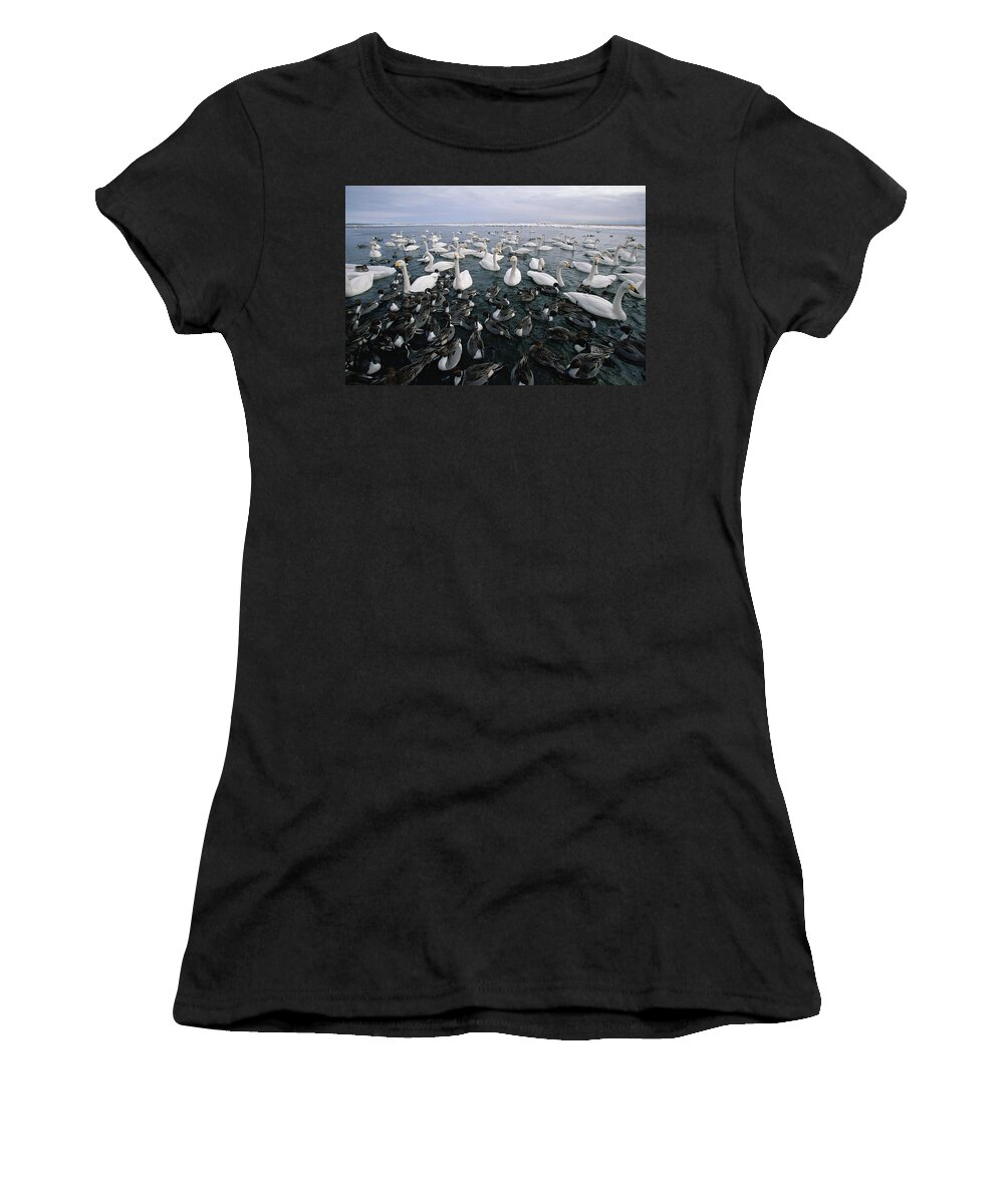 0190711 Women's T-Shirt featuring the photograph Whooper Swans and Pintails in Hokkaido by Konrad Wothe