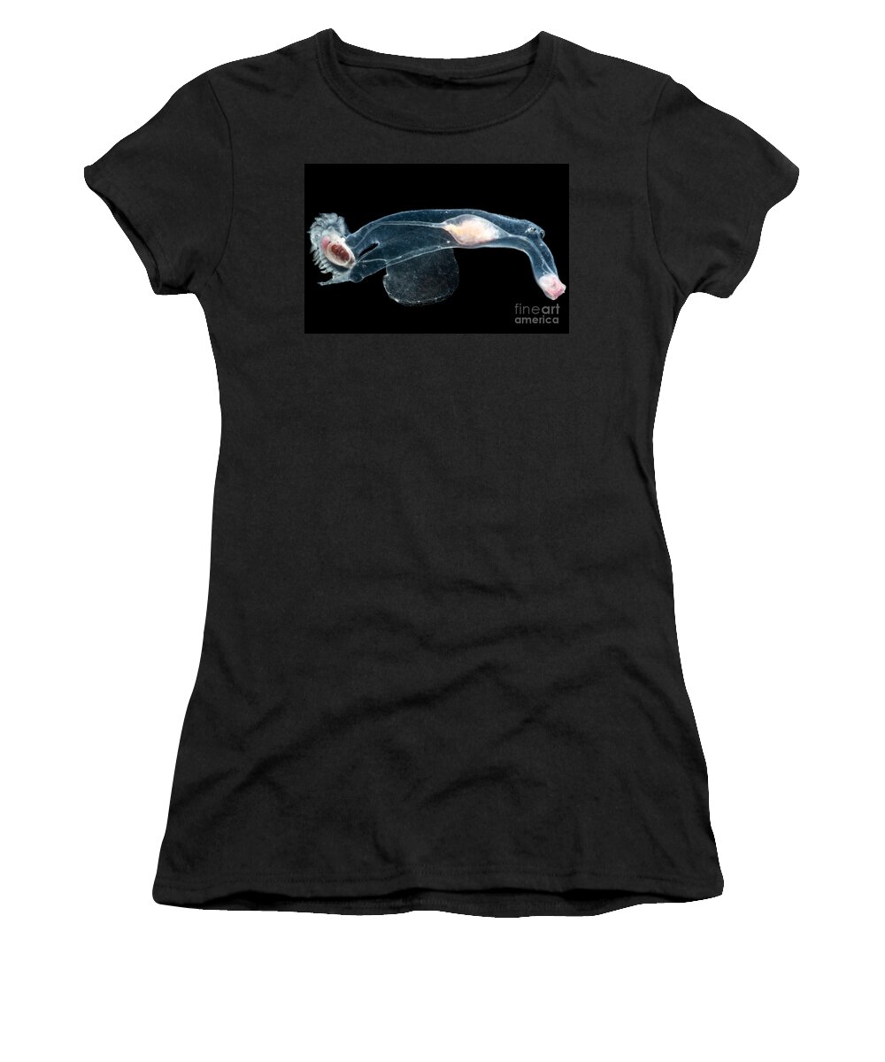 Heteropod Women's T-Shirt featuring the photograph Heteropod Mollusk #4 by Dant Fenolio