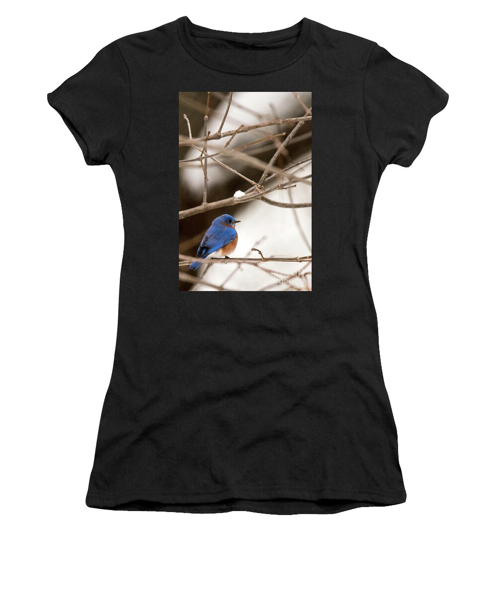 Backyard Women's T-Shirt featuring the photograph Backyard Bluebird by Ed Taylor