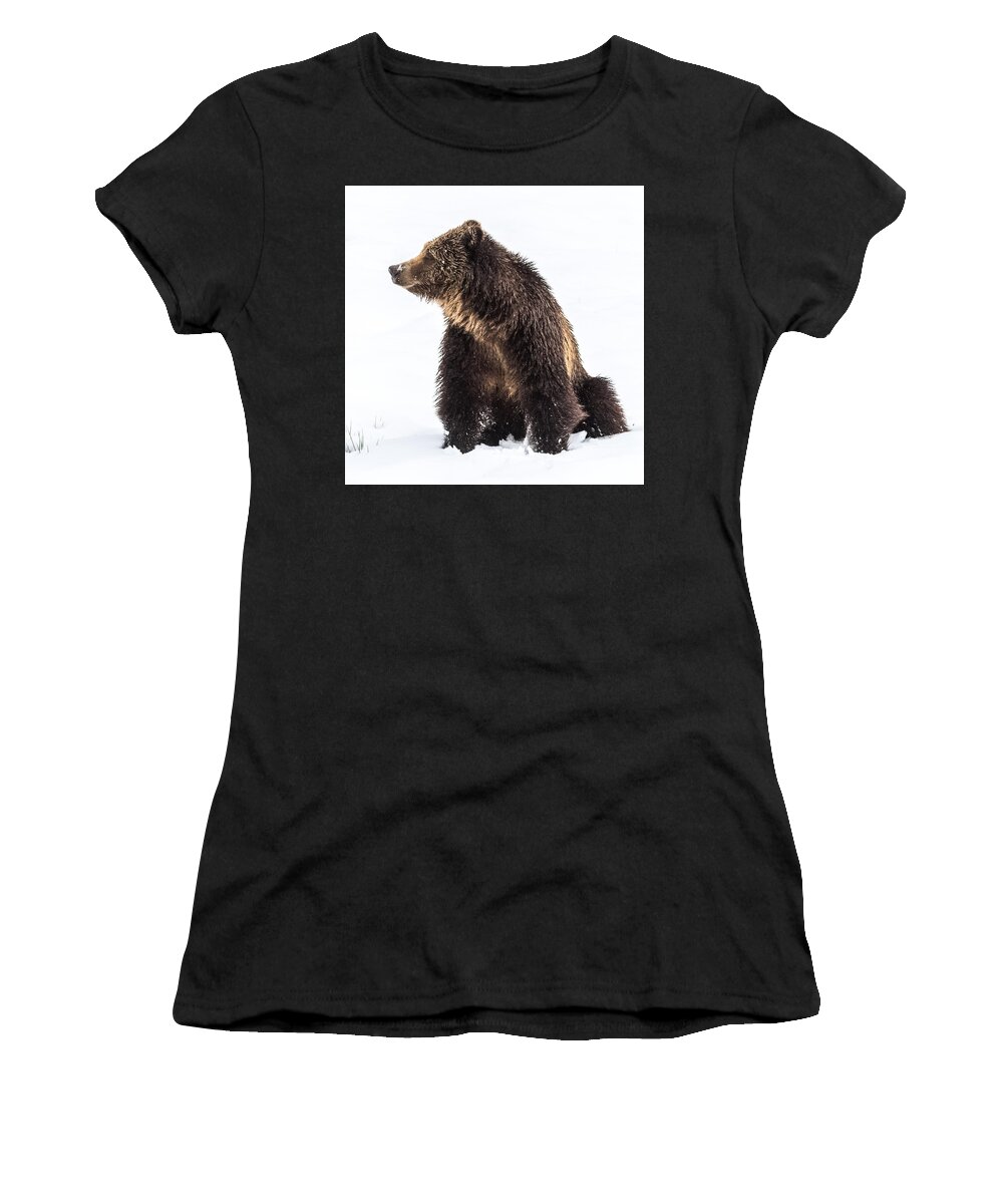 Grizzly Women's T-Shirt featuring the photograph Beryl Springs Grizzly Sow In Snow by Yeates Photography