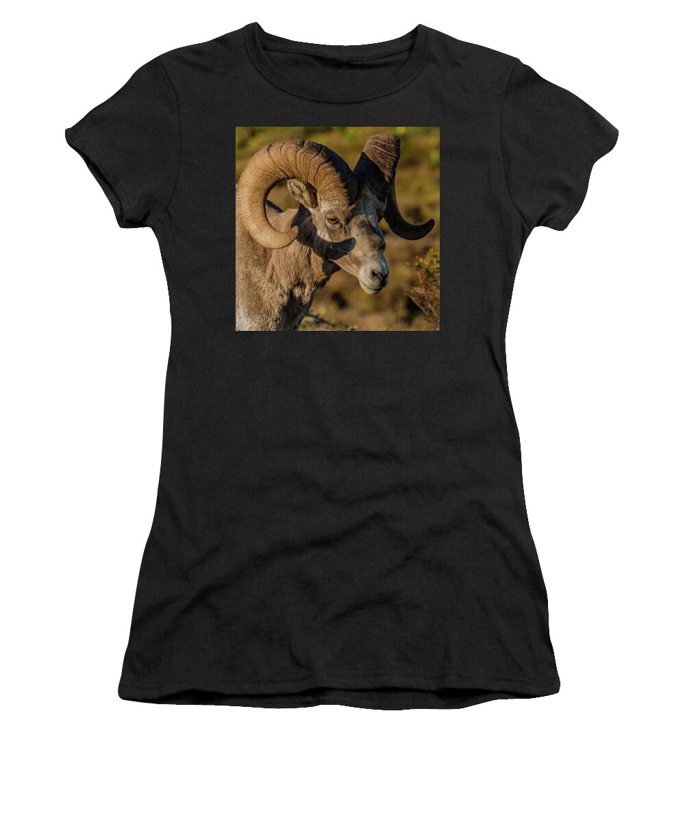 Ram Women's T-Shirt featuring the photograph Big-Horn Ram In Summer by Yeates Photography