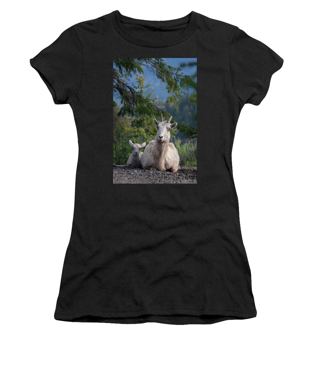 Mark Miller Photos Women's T-Shirt featuring the photograph Bighorn Sheep Family by Mark Miller