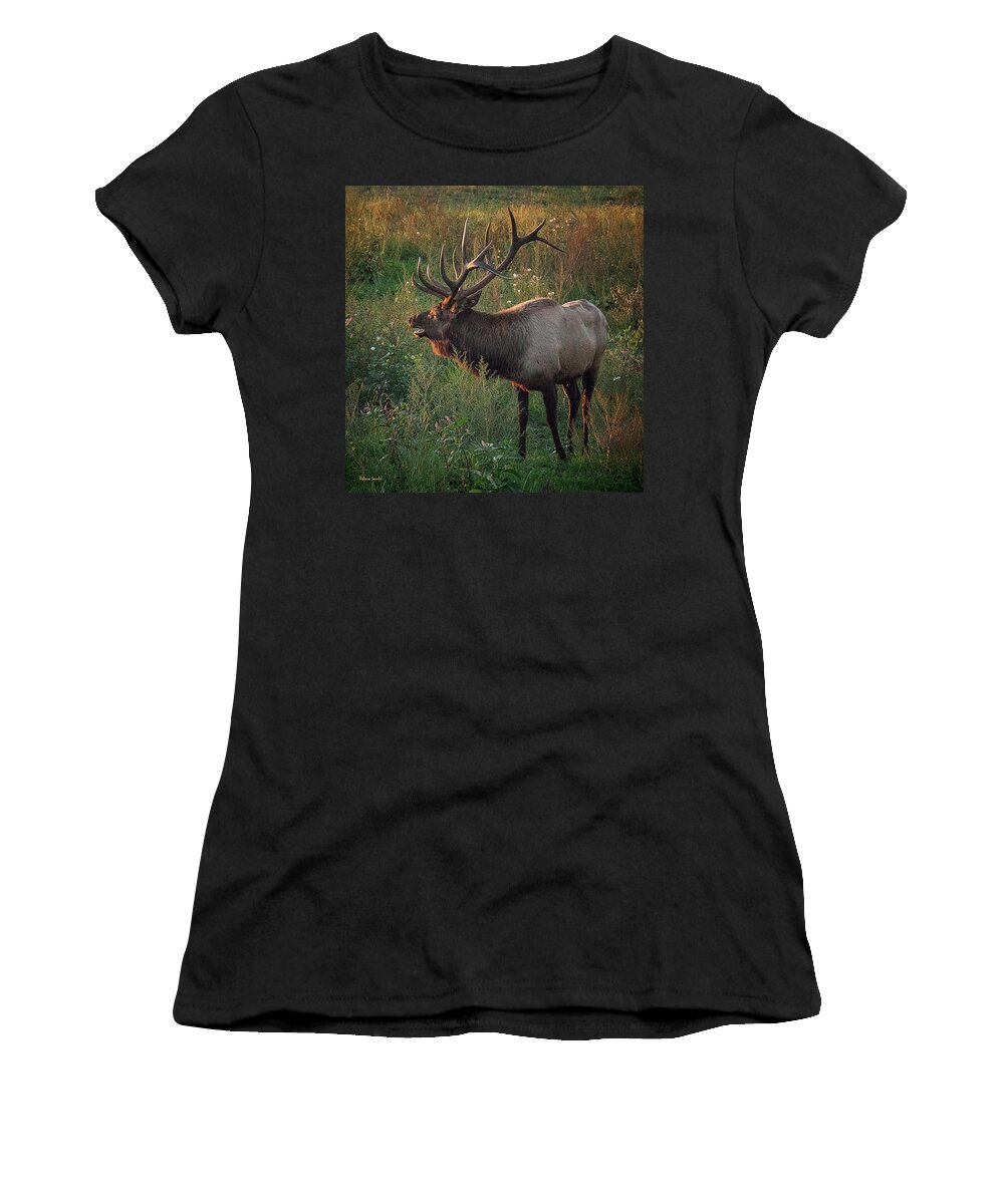 Elk Women's T-Shirt featuring the photograph Bull Elk by Rebecca Samler