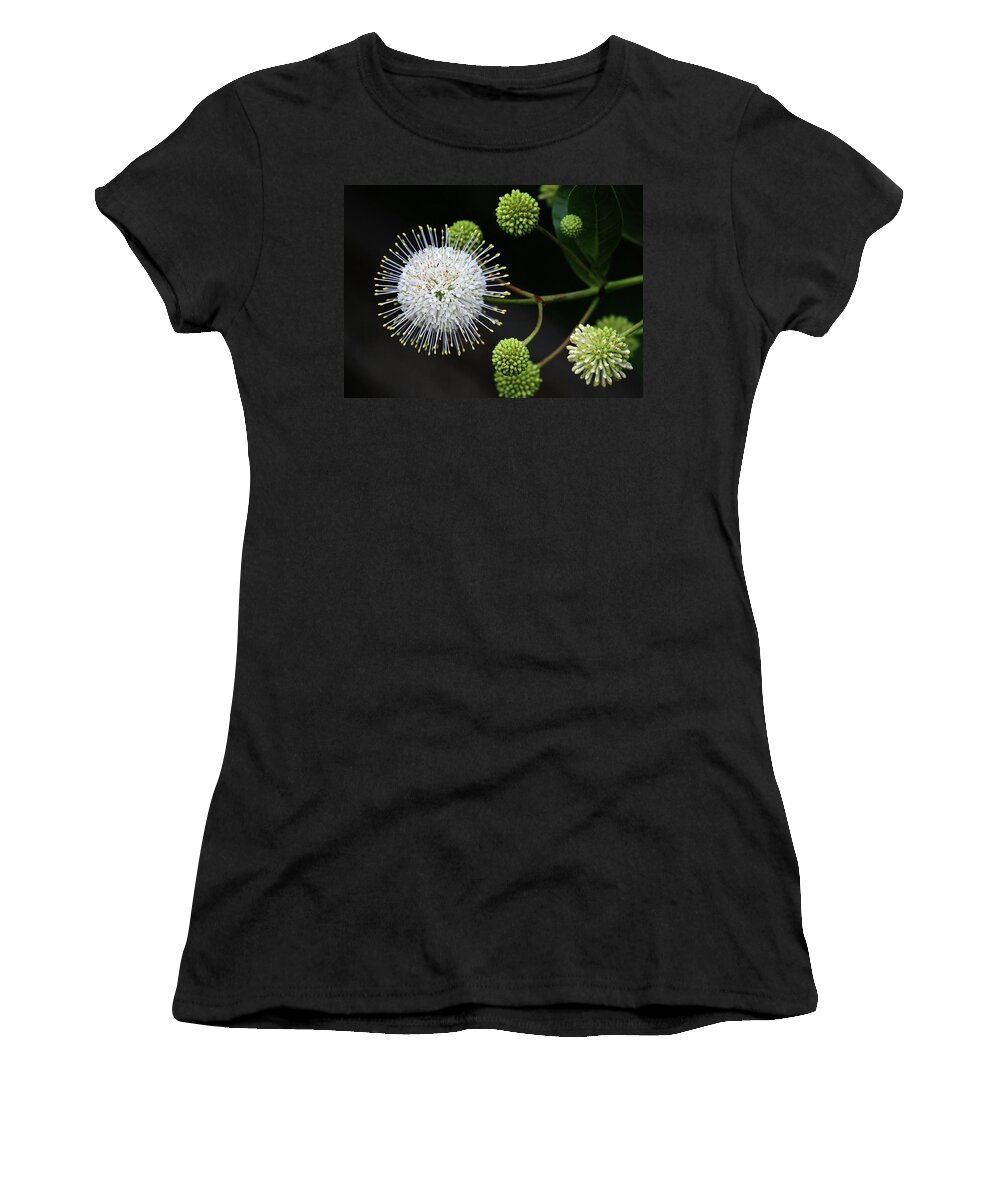 Buttonbush Women's T-Shirt featuring the photograph Buttonbush Flowers by Sabrina L Ryan