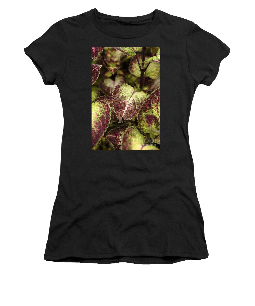  New England Women's T-Shirt featuring the photograph Coleus plant by Erin Paul Donovan