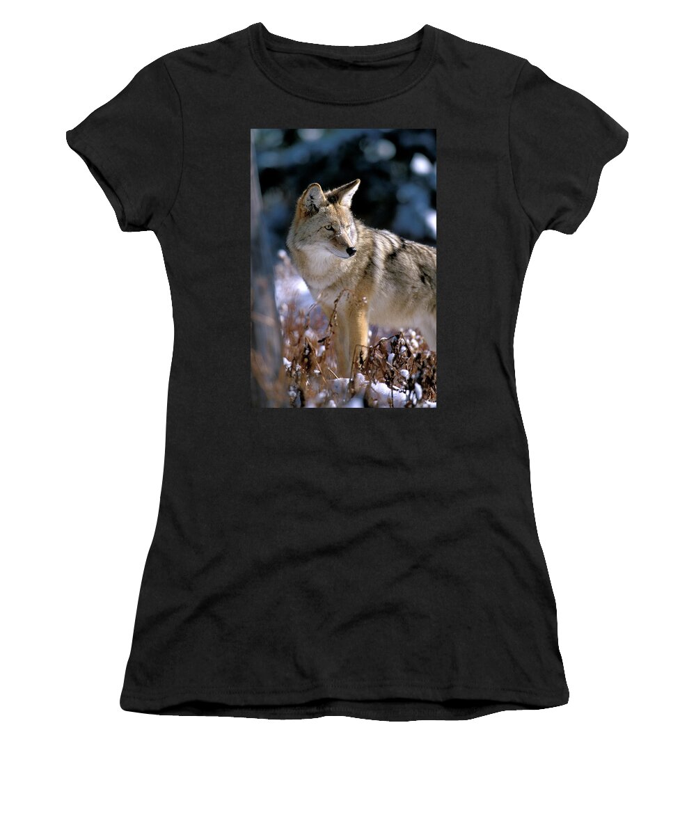 Wild Women's T-Shirt featuring the photograph Coyote in Winter Light by Mark Miller