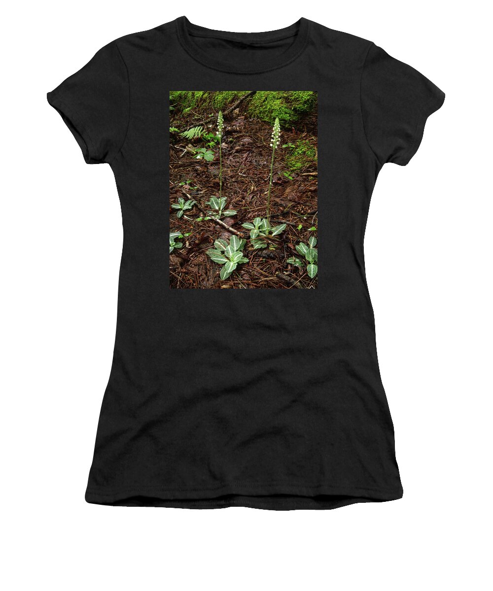 Downy Rattlesnake Plantain Women's T-Shirt featuring the photograph Downy Rattlesnake Plantain by Joe Duket