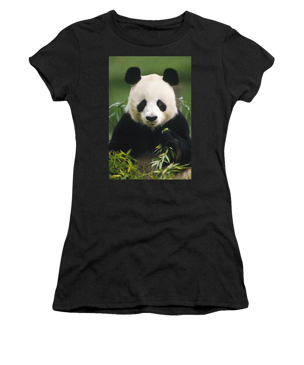 Mp Women's T-Shirt featuring the photograph Giant Panda Ailuropoda Melanoleuca by Gerry Ellis