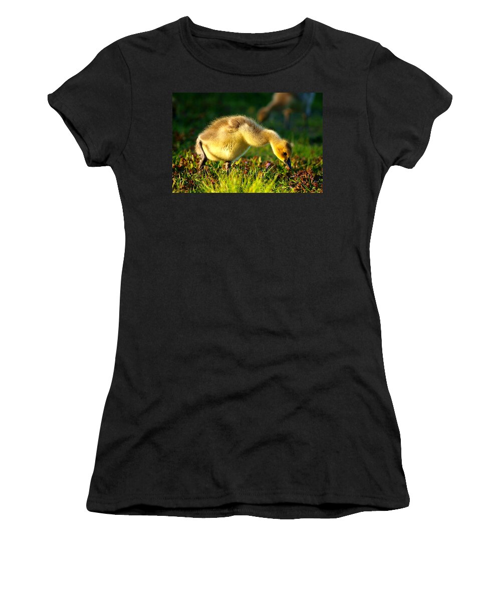 Animal Avian Baby Bird Birds Canada Children Geese Goose Gosling Little Migrate Migratory Nature New Pond Spring Water Wild Wildlife Wildness Young Small Little Art Close Close-up Macro Lovely Art Action Freeze Capture Food Looking Look Search Women's T-Shirt featuring the photograph Gosling In Spring by Paul Ge