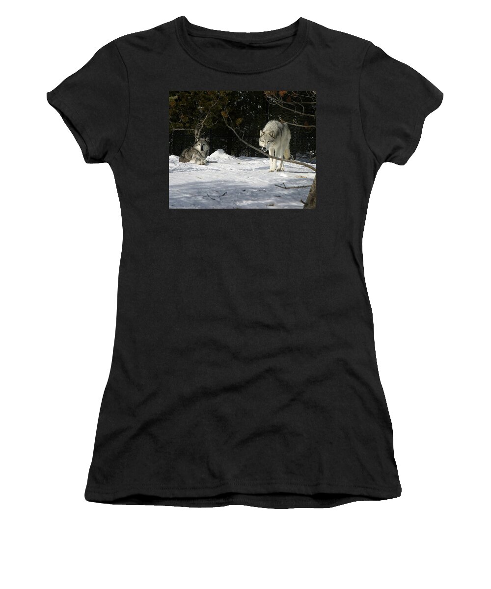 Gray Wolf Women's T-Shirt featuring the photograph Gray Wolves by Anthony Jones