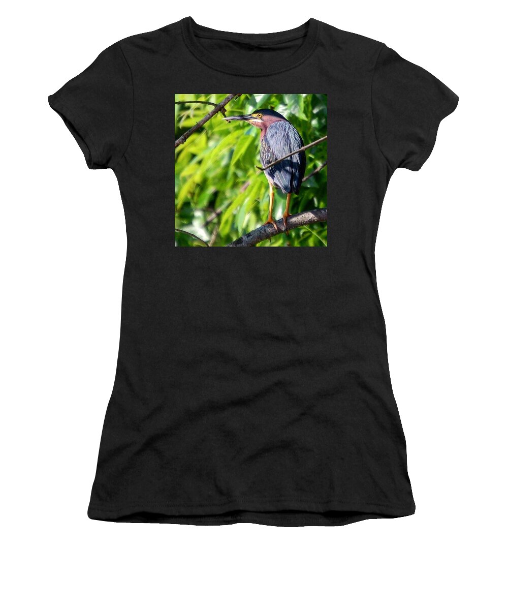 Birds Women's T-Shirt featuring the photograph Green Heron by Sumoflam Photography