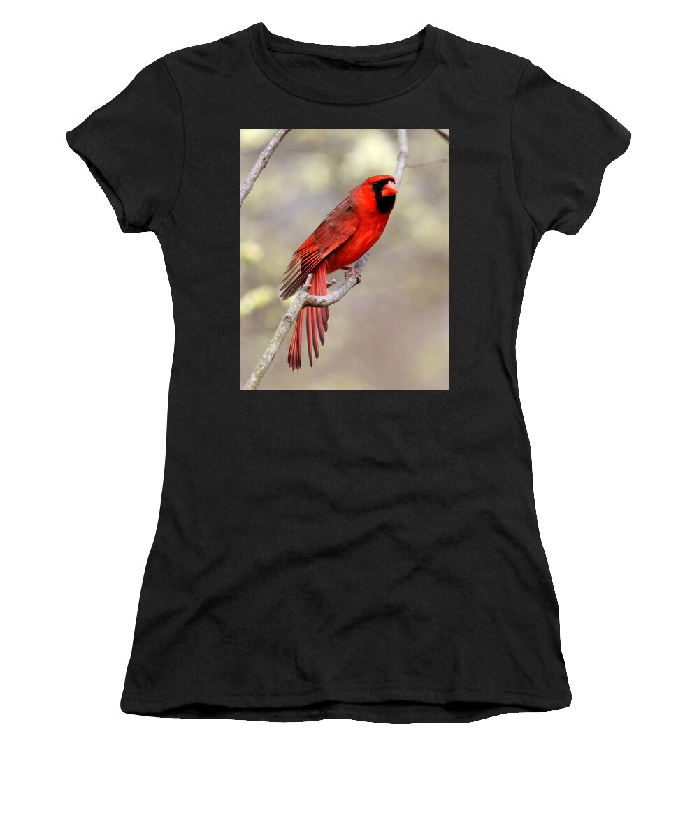 Northern Cardinal Women's T-Shirt featuring the photograph IMG_3137-011 - Northern Cardinal by Travis Truelove