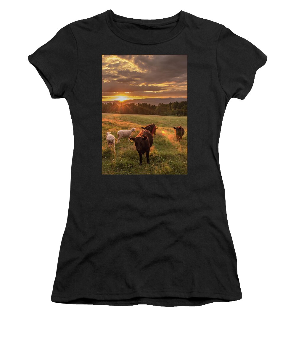 Cow Women's T-Shirt featuring the photograph Livestock at Sunset by Tim Kirchoff