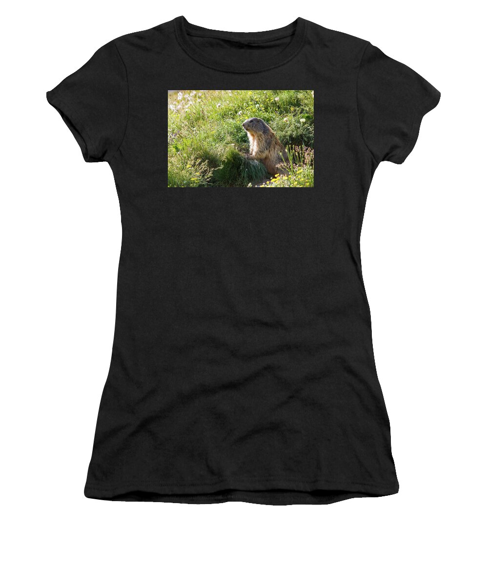Marmot Women's T-Shirt featuring the photograph Marmot by Paul MAURICE