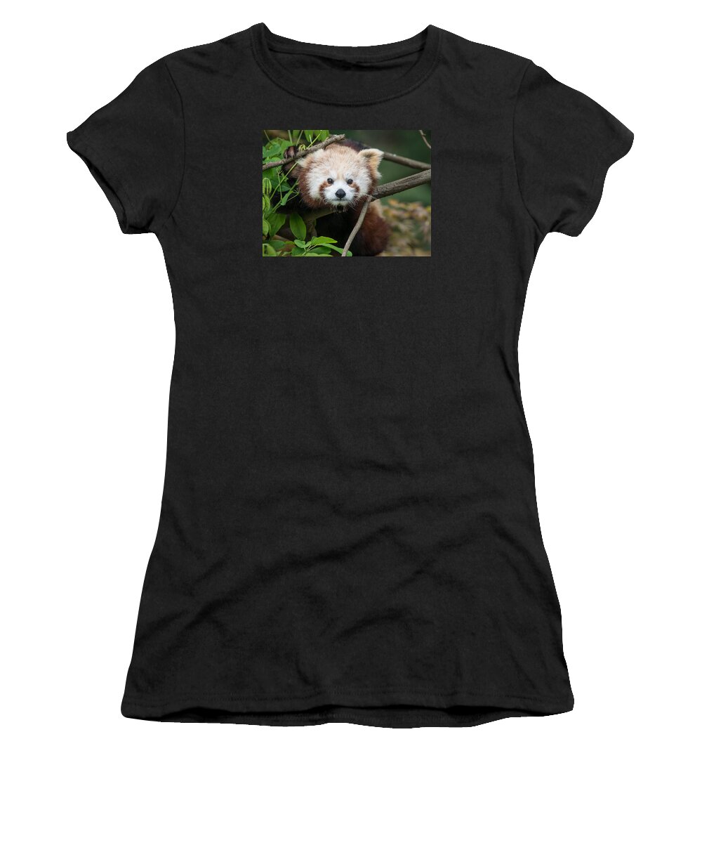 Red Panda Women's T-Shirt featuring the photograph One Intense Critter by Greg Nyquist
