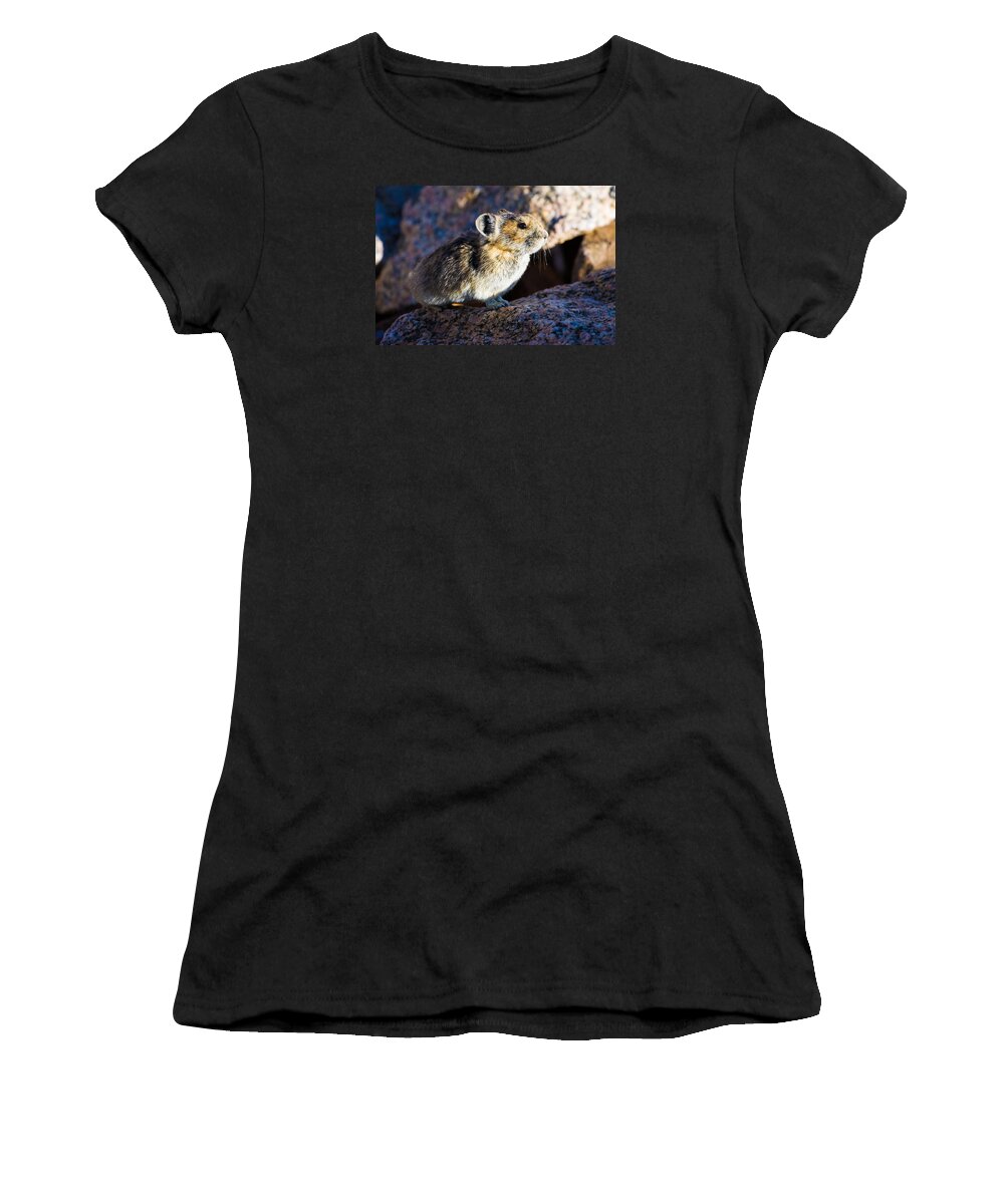 Pika Women's T-Shirt featuring the photograph Pika Portrait by Mindy Musick King