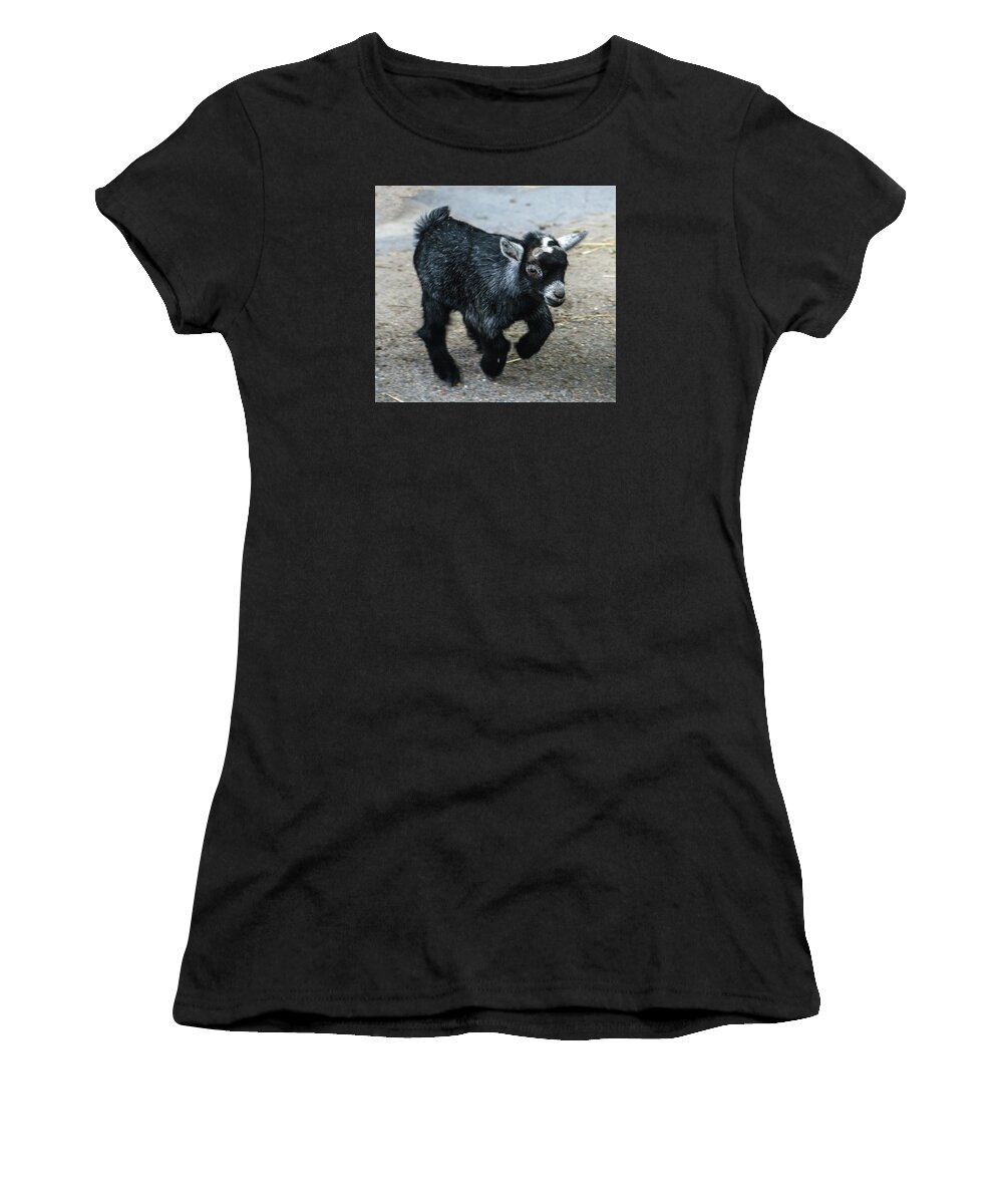 Animal Women's T-Shirt featuring the photograph Pygmy Goat Kid by William Bitman