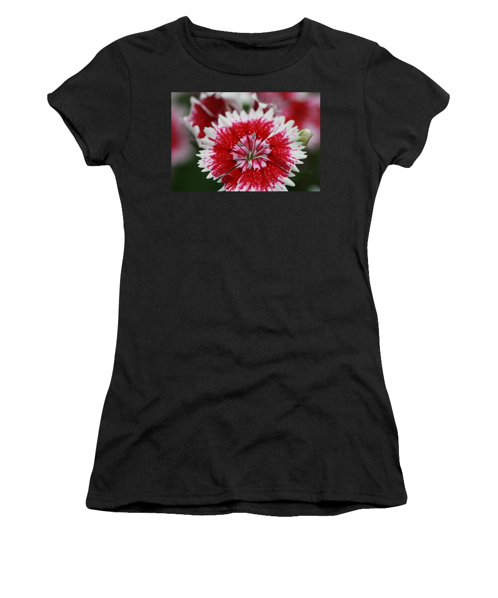 Flowers Women's T-Shirt featuring the photograph Red and white flower by Tim Stanley