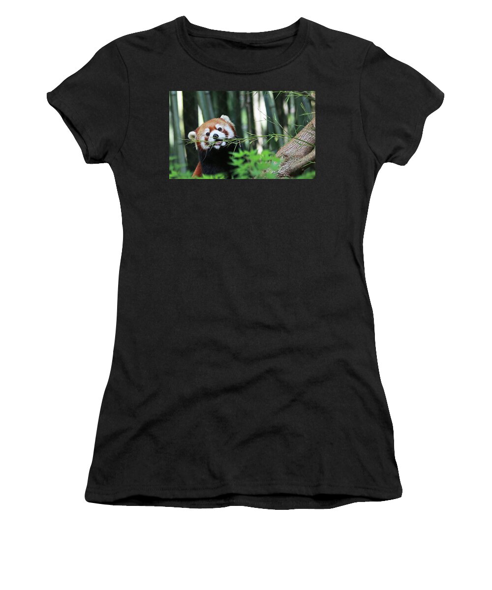 Panda Women's T-Shirt featuring the photograph Red Panda by Gina Fitzhugh