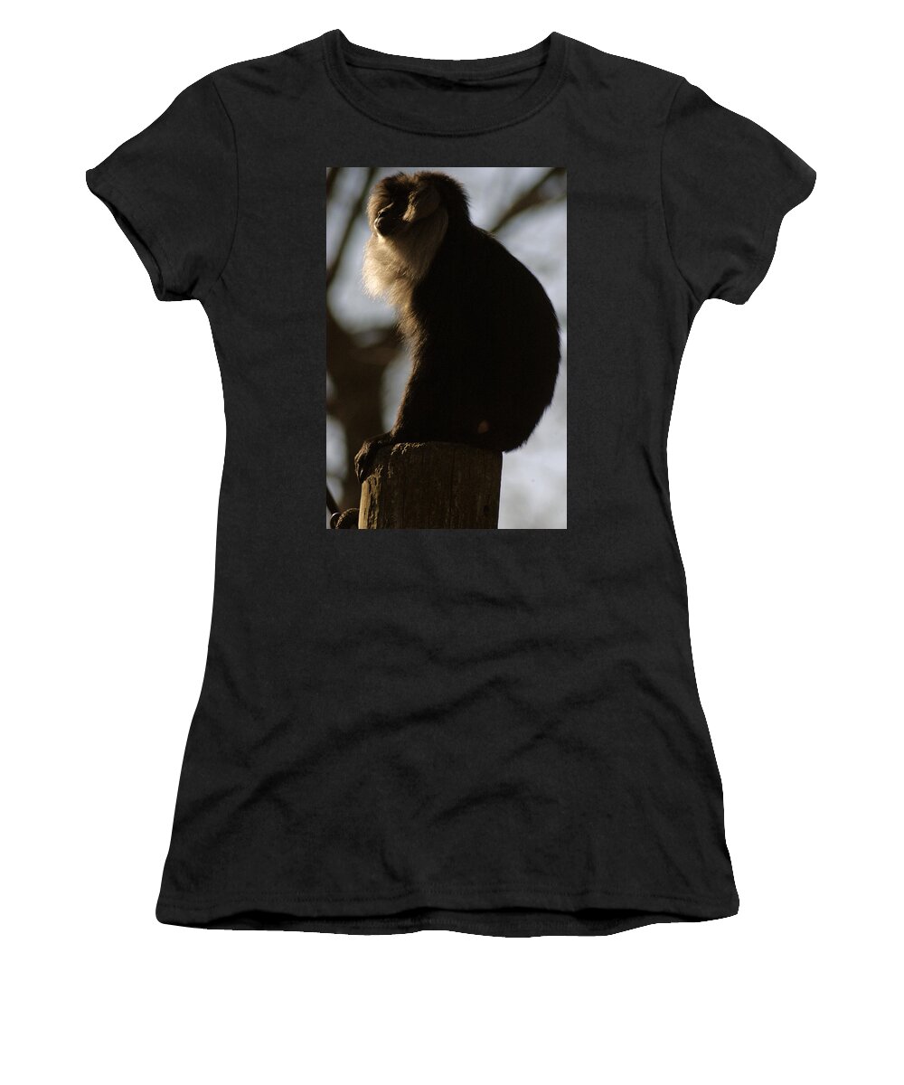 Memphis Zoo Women's T-Shirt featuring the photograph Rim Light by DArcy Evans