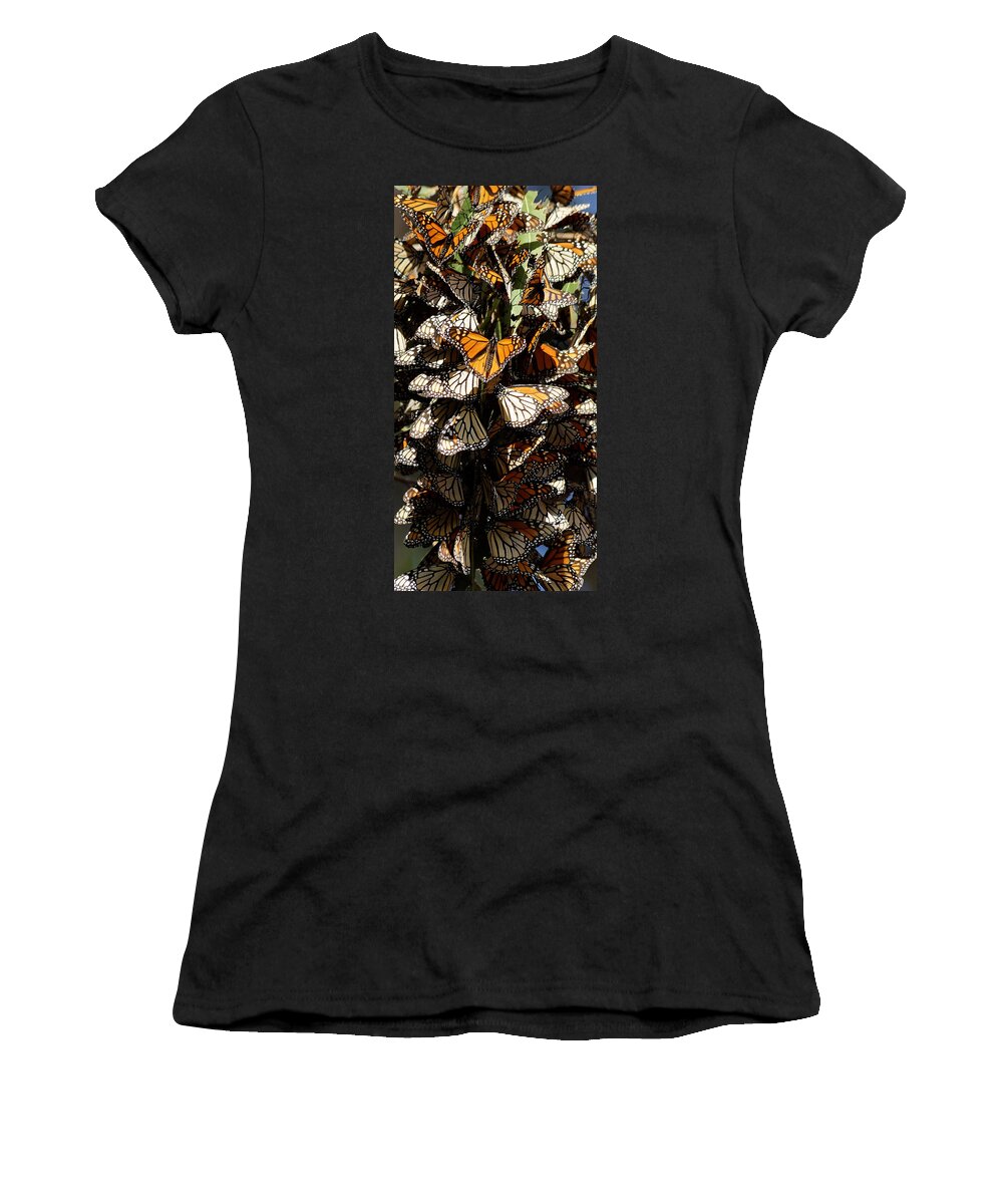 Darin Volpe Animals Women's T-Shirt featuring the photograph Sticking Together - Monarch Butterfly Grove, Pismo Beach, California by Darin Volpe