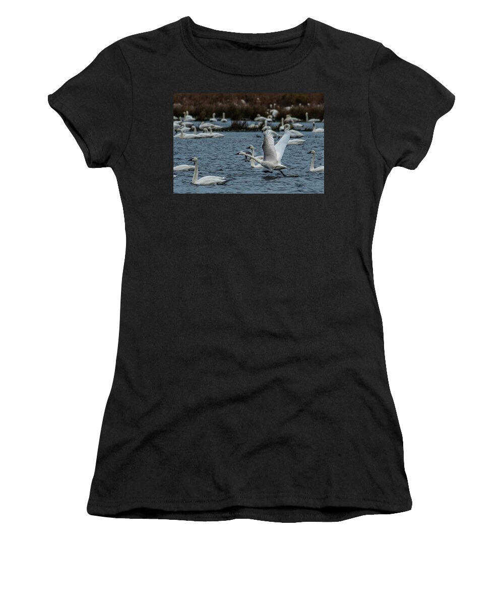 Nature Women's T-Shirt featuring the photograph Tundra Swan and liftoff head start by Donald Brown