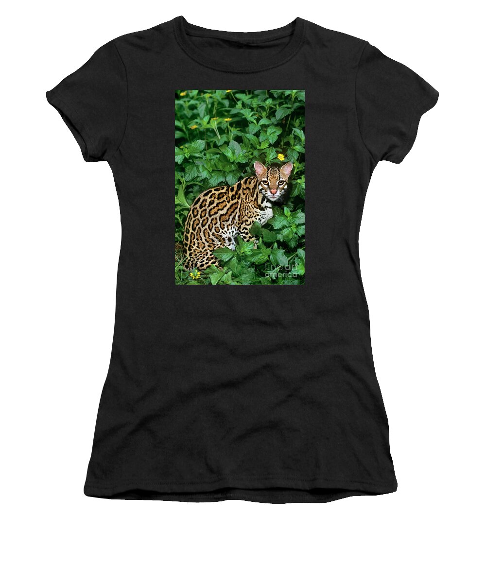 Dave Welling Women's T-Shirt featuring the photograph Ocelot Felis Pardalis Wildlife Rescue #1 by Dave Welling