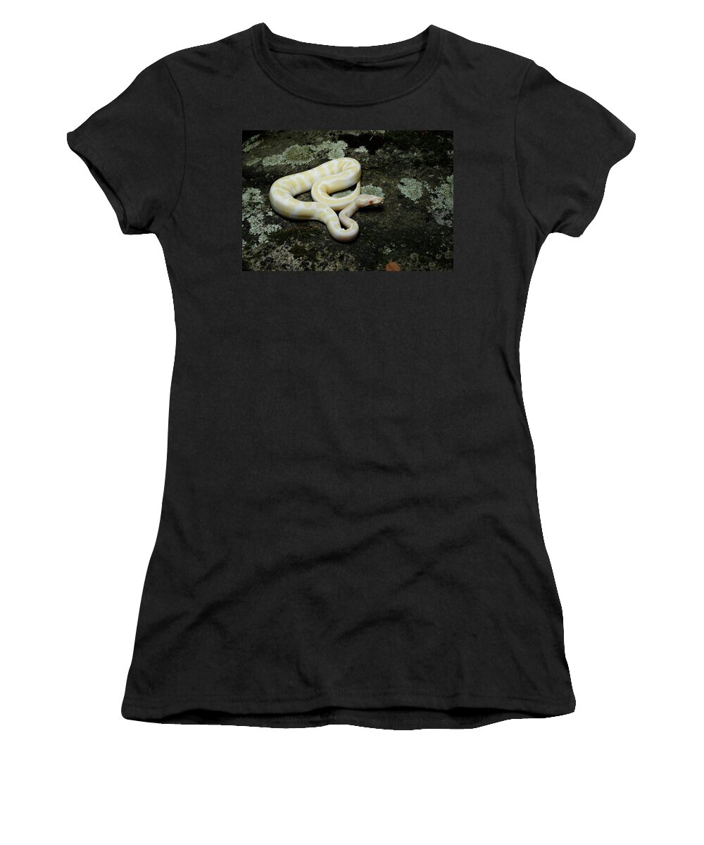 Albino Python Women's T-Shirt featuring the photograph Albino Ball Python On A Rock by David Kenny
