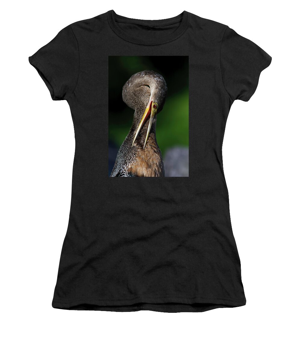 Anhinga Trail Women's T-Shirt featuring the photograph Anhinga combing Feathers by Donald Brown