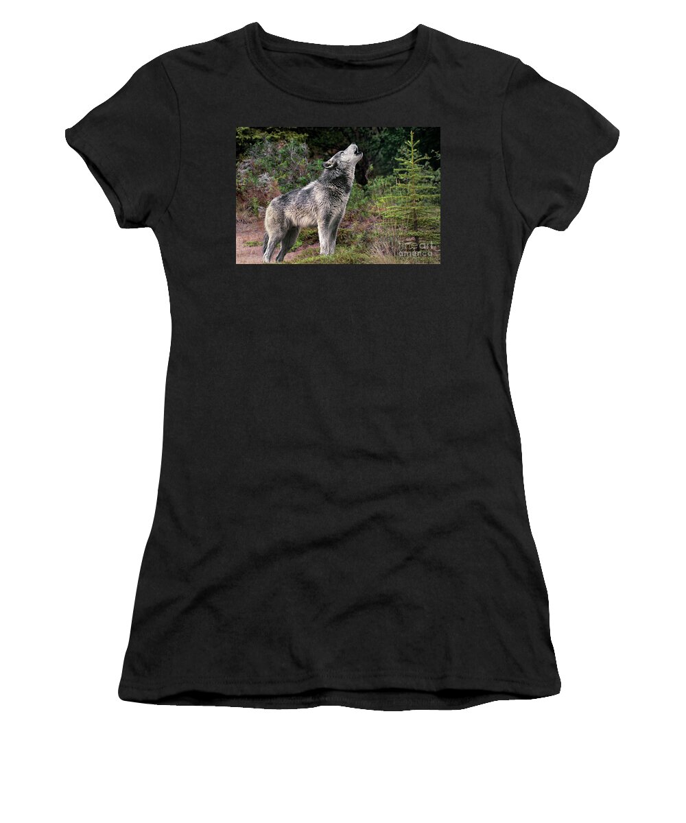 Gray Wolf Women's T-Shirt featuring the photograph Gray Wolf Howling Endangered Species Wildlife Rescue by Dave Welling