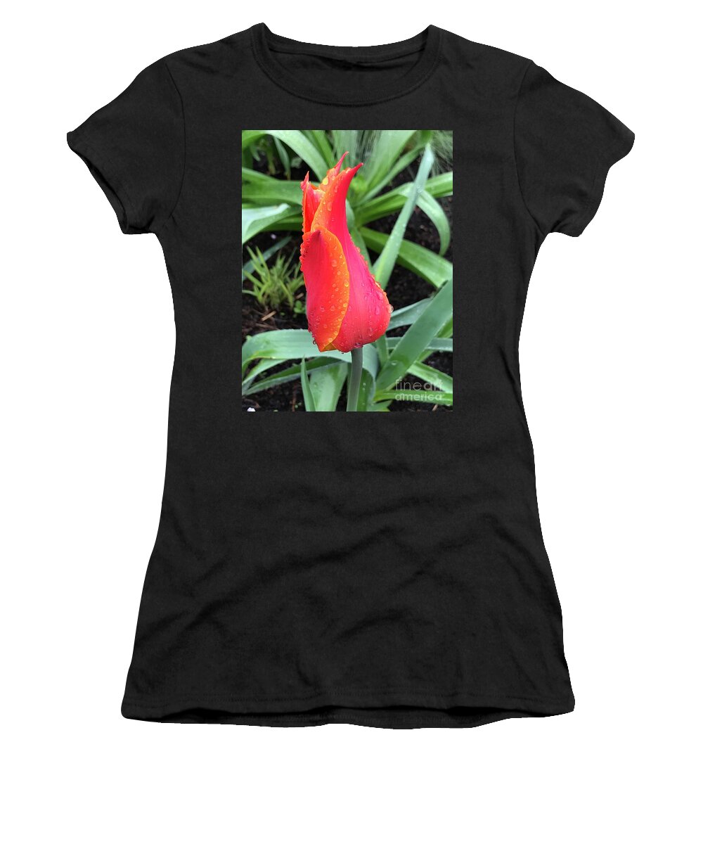 Tulip Women's T-Shirt featuring the photograph Multicolored Tulip by Suzanne Lorenz