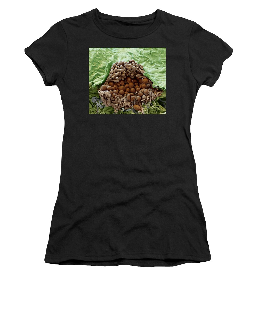 Asian Soybean Rust Women's T-Shirt featuring the photograph Soybean Leaf Infected With Rust Fungus by Meckes/ottawa