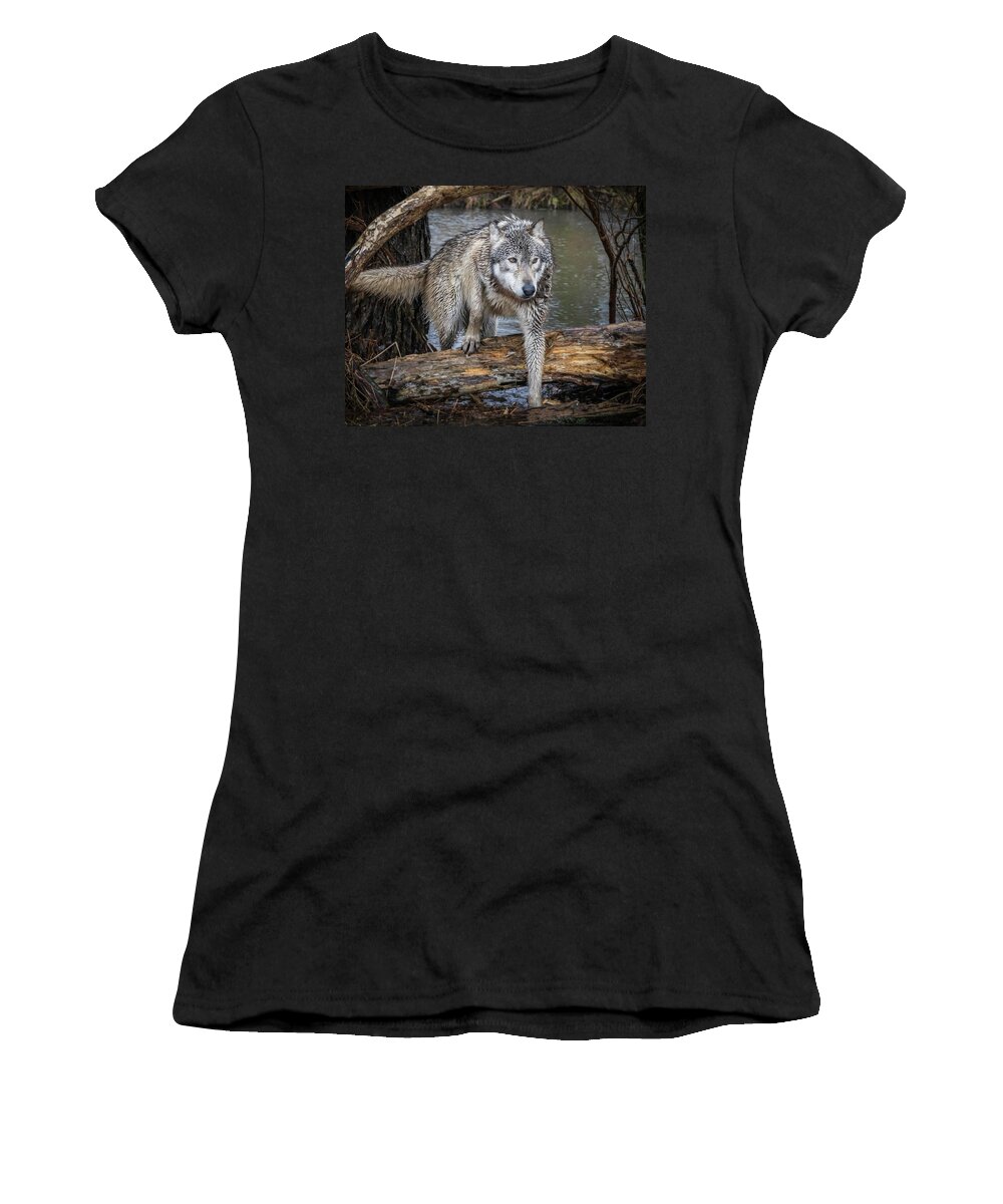 Wolf Wolves Women's T-Shirt featuring the photograph Stepping OVer by Laura Hedien