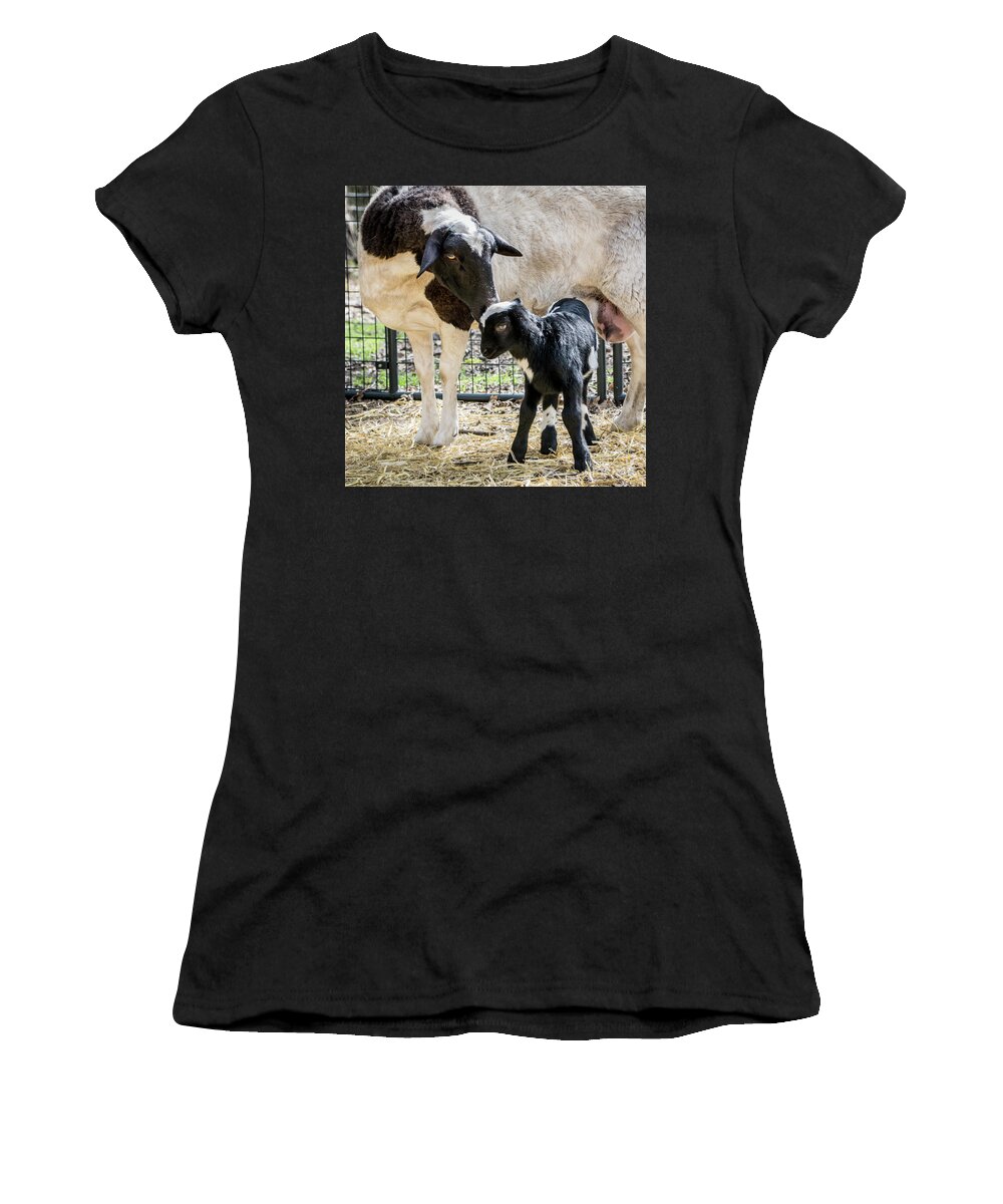 Sheep Women's T-Shirt featuring the photograph Sweet Baba and Pepe by Cheryl McClure